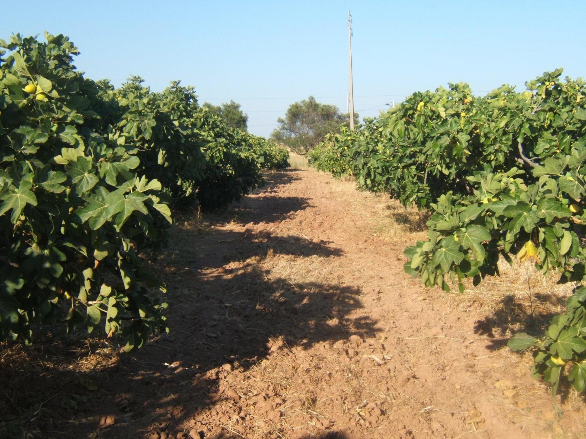 Quinta da Fornalha Villa Castro Marim Eksteriør bilde